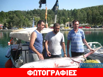 Έπιασαν στα δίχτυα τους 100 κιλά ξιφία